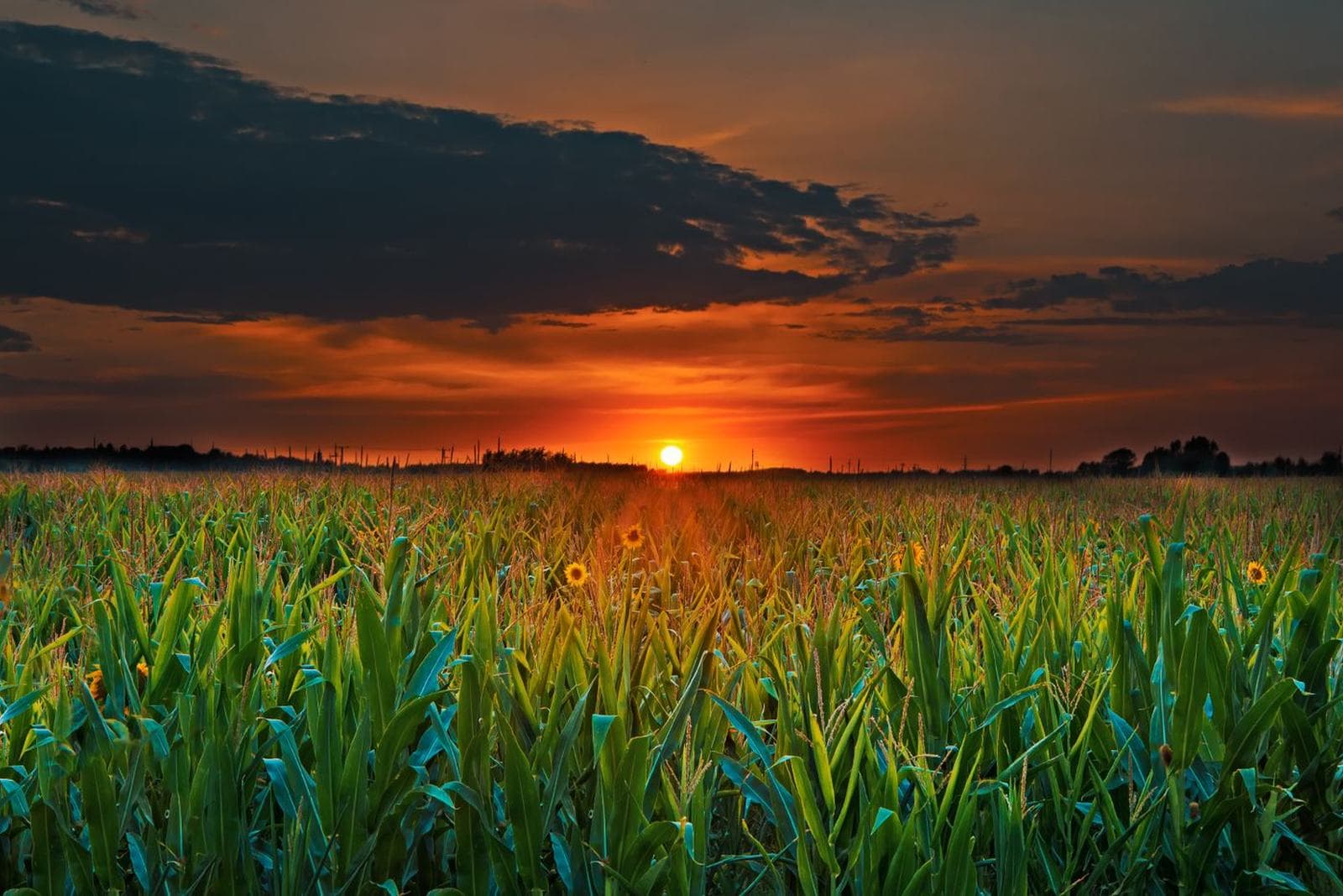 A cornfield or farmland in Iowa at sunrise or sunset